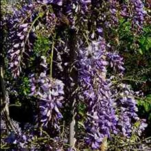 Picture of Wisteria Lavender Lace (5522)