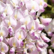 Picture of Wisteria Lipstick (5513)