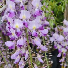 Wisteria Misty Mauve Picture of Wisteria Misty Mauve (29977)