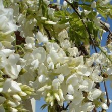 Wisteria White Silk Picture of Wisteria White Silk (5527)