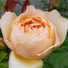 Wollerton Old Hall -Rose Picture of Wollerton Old Hall -Rose (10235)