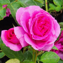 Wonderland-Rose Picture of Wonderland-Rose (11593)