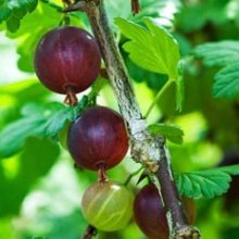 Picture of Worcesterberry (8723)