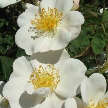 Picture of X Dupontii Clg-Rose (5531)