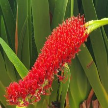 Xeronema Callistemon Picture of Xeronema Callistemon (9317)