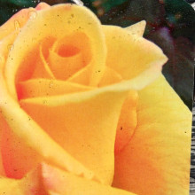 Yabadabadoo-Rose Picture of Yabadabadoo-Rose (30893)