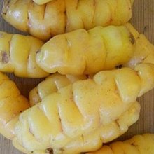 Picture of Yam Inca Gold (9815)