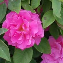 Picture of Zephirine Drouhin Clg-Rose (5573)