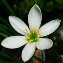Zephyranthes Candida Picture of Zephyranthes Candida (5574)