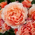 Picture of A Gardeners Dream Std 45cm-Rose