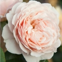 Picture of A Moment In Time Std 45cm-Rose