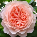 Picture of A Shropshire Lad-Rose