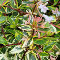 Picture of Abelia Sunshine Daydream