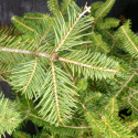 Picture of Abies concolor
