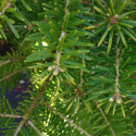 Picture of Abies koreana