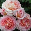 Picture of Abraham Darby-Rose