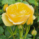 Picture of Absolutely Fabulous Pillar -Rose