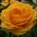 Picture of Absolutely Fabulous Pillar -Rose