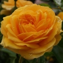 Picture of Absolutely Fabulous Std 45cm-Rose