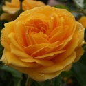 Picture of Absolutely Fabulous Std 80cm-Rose