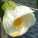 Picture of Abutilon Bowl of Snow