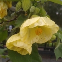 Picture of Abutilon Buttermilk