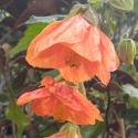 Picture of Abutilon Defiance