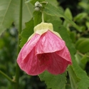 Picture of Abutilon Hot Pink