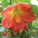 Picture of Abutilon Orange Dwarf