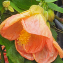 Picture of Abutilon Orange