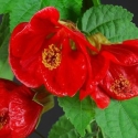 Picture of Abutilon Red Dwarf