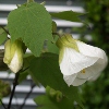 Picture of Abutilon White