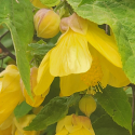 Picture of Abutilon Yellow Dwarf