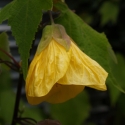 Picture of Abutilon Yellow