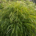 Picture of Acacia Curvaceous