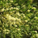 Picture of Acacia Howittii Std