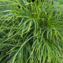Picture of Acacia Limelight