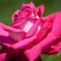Picture of Acapella-Rose