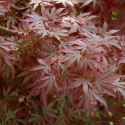 Picture of Acer Aratama L/W