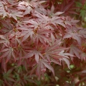 Picture of Acer Aratama