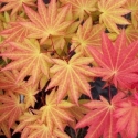 Picture of Acer Autumn Moon H/W 50cm Std