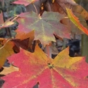 Picture of Acer Autumn Red