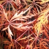 Picture of Acer Baldsmith