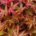 Picture of Acer Beni Hime H/W 60 cm