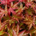 Picture of Acer Beni Hime H/W 