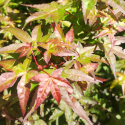 Picture of Acer Beni Hime H/W 90cm