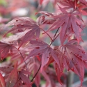 Picture of Acer Bloodgood