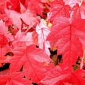 Picture of Acer Rubrum Brandy Wine