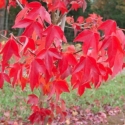 Picture of Acer Buergerianum