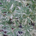 Acer Butterfly H/W Picture of Acer Butterfly H/W
